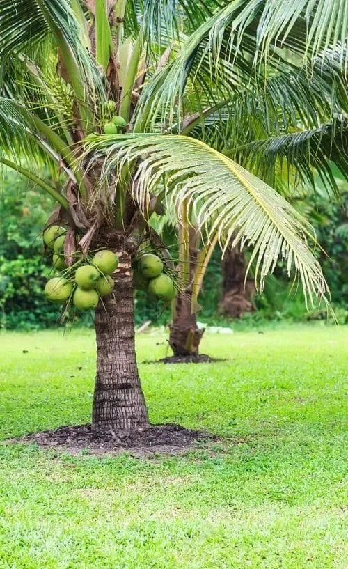 Coconut tree with fresh coconuts
